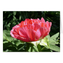 Pink Peony Blume