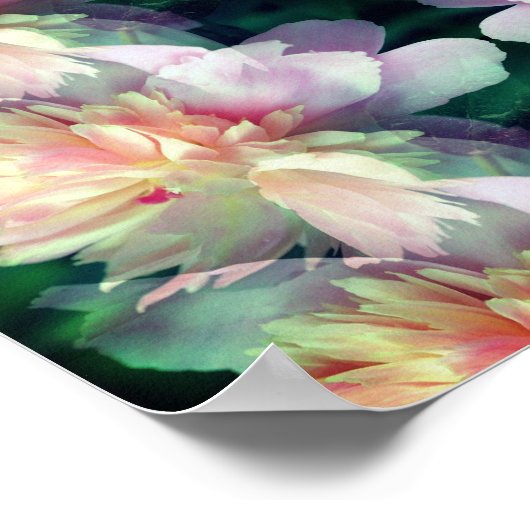 Pink Peony Blume Abstrakt Poster (Ecke)