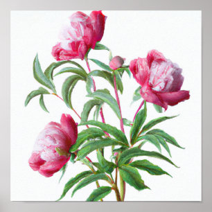 Pink Peony Blume Art Print Poster