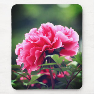 Pink Peony Blume im Garten-33333 Mousepad