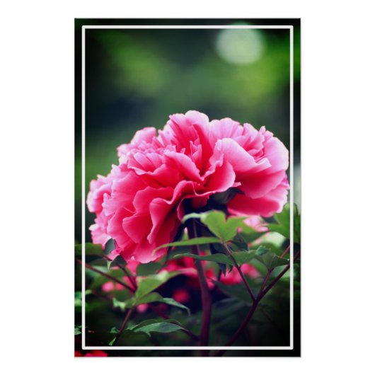 Pink Peony Blume im Garten-33333 Poster (Vorderseite)