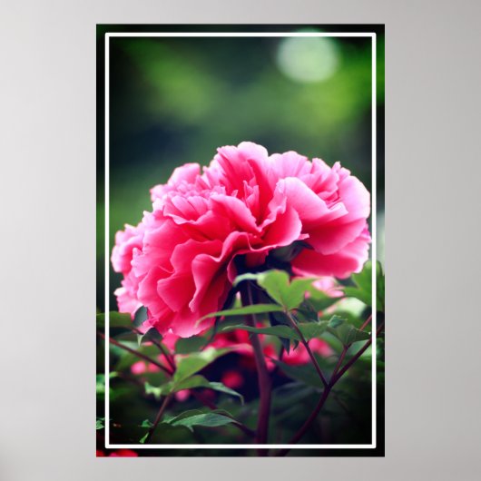 Pink Peony Blume im Garten-33333 Poster (Vorne)