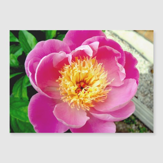 Pink Peony Blume Magnetkarte (Vorderseite)