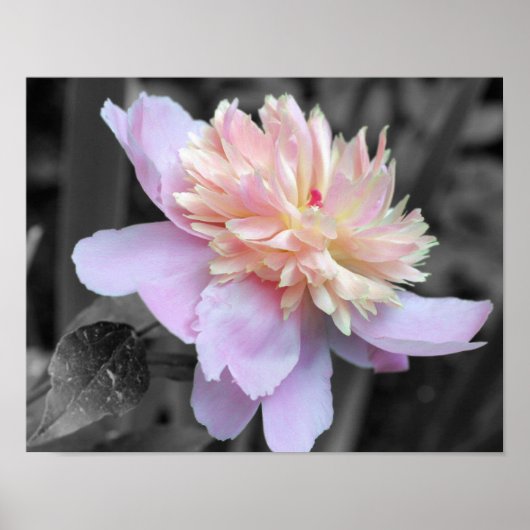 Pink Peony Blume Partial Color Poster (Vorne)