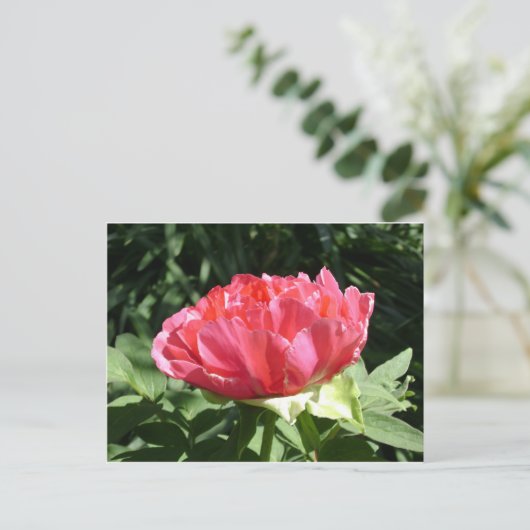 Pink Peony Blume Postkarte (Stehend Vorderseite)