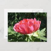 Pink Peony Blume Postkarte (Vorne/Hinten)