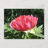 Pink Peony Blume Postkarte (Vorderseite)