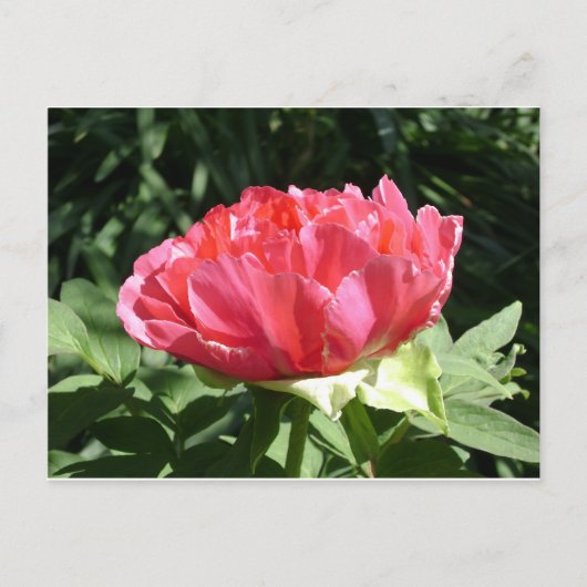 Pink Peony Blume Postkarte (Vorderseite)