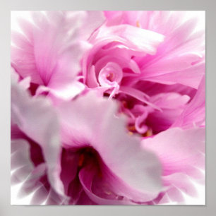Pink Peony Blume Print Poster