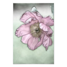 Pink Peony Blume Sketch