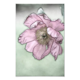 Pink Peony Blume Sketch Fotodruck