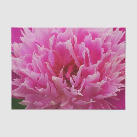 Pink Peony Blume Tissue Paper Seidenpapier (Vorderseite)