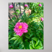 Pink Peony Blume von Black Iron Fence Foto Poster (Vorne)