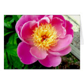 Pink Peony Blumen Blank Card (Vorderseite (Horizontal))
