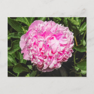 Pink Peony. Bute Park, Cardiff, Wales Postkarte