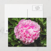 Pink Peony. Bute Park, Cardiff, Wales Postkarte (Vorne/Hinten)