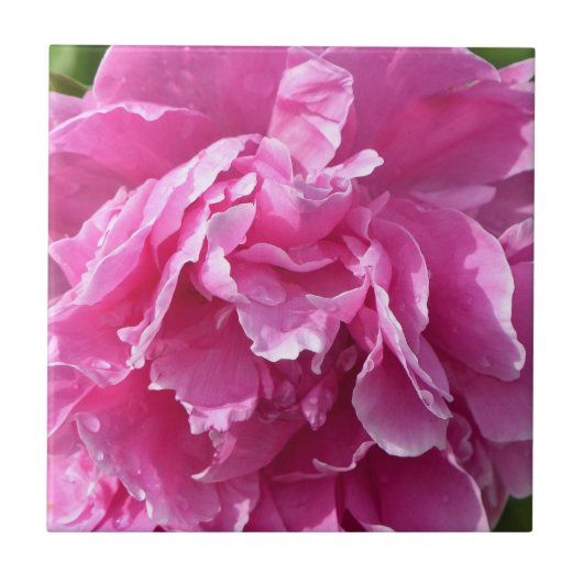 Pink Peony Fliese (Vorderseite)