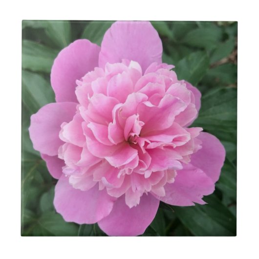 Pink Peony Fliese (Vorderseite)