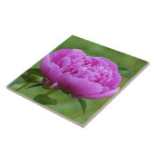 Pink Peony Fliese (Seite)