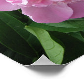Pink Peony Flower Fotografy Poster Art (Ecke)