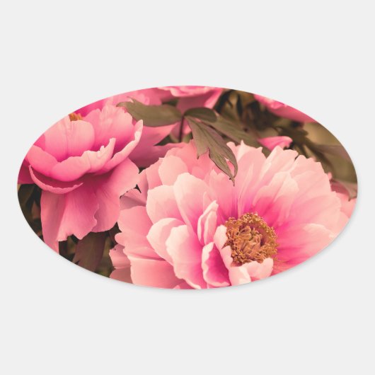 Pink  Peony Flower Ovaler Aufkleber (Vorderseite)