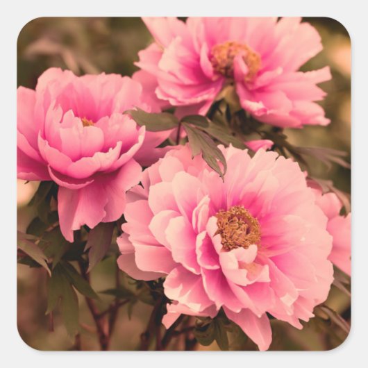 Pink Peony Flower Quadratischer Aufkleber (Vorderseite)