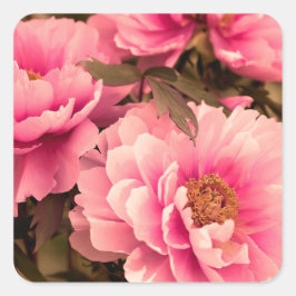 Pink Peony Flower Quadratischer Aufkleber