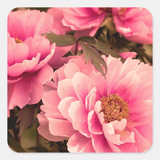 Pink Peony Flower Quadratischer Aufkleber (Vorderseite)