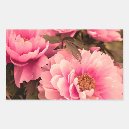 Pink Peony Flower Rechteckiger Aufkleber (Vorderseite)