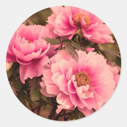 Pink Peony Flower Runder Aufkleber (Vorderseite)