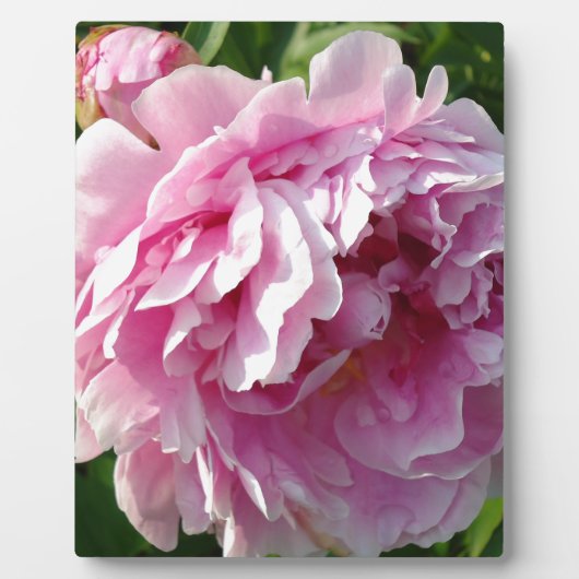 Pink Peony Foto Hütte Bauernhof Blumengarten Fotoplatte (Vorderseite)