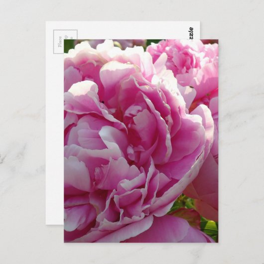 Pink Peony Foto Hütte Bauernhof Blumengarten Postkarte (Vorne/Hinten)