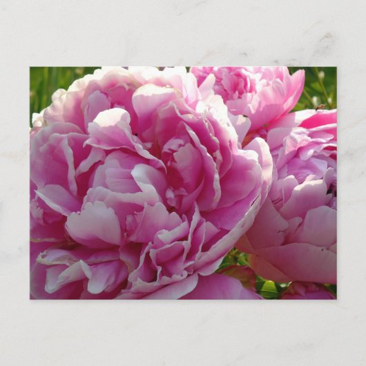 Pink Peony Foto Hütte Bauernhof Blumengarten Postkarte (Vorderseite)