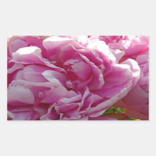 Pink Peony Foto Hütte Bauernhof Blumengarten Rechteckiger Aufkleber