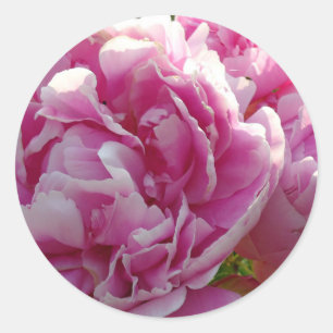 Pink Peony Foto Hütte Bauernhof Blumengarten Runder Aufkleber
