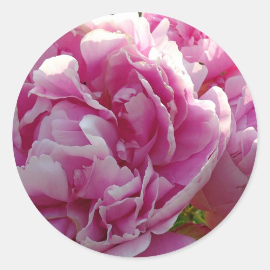 Pink Peony Foto Hütte Bauernhof Blumengarten Runder Aufkleber (Vorderseite)
