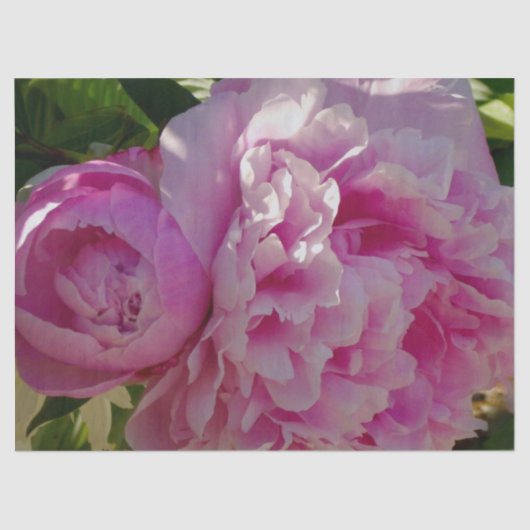 Pink Peony Foto Hütte Bauernhof Blumengarten Seidenpapier (Vorderseite)