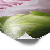 Pink Peony Fotograf Fotodruck (Ecke)