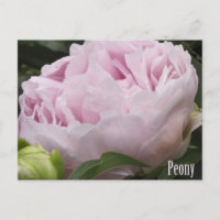 Pink Peony Fotograf