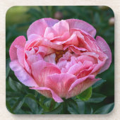 Pink Peony Getränkeuntersetzer (Vorderseite)