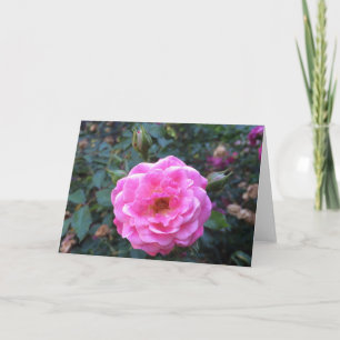 Pink Peony, Grußkarte Karte