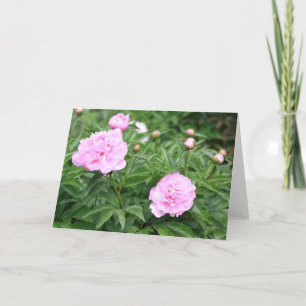 Pink Peony Karte