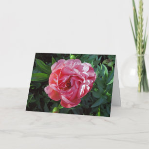 Pink Peony Karte