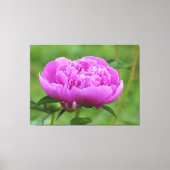 Pink Peony Leinwanddruck (Vorderseite)
