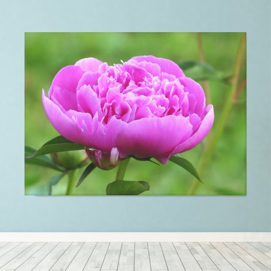 Pink Peony Leinwanddruck (Insitu (Holzboden))