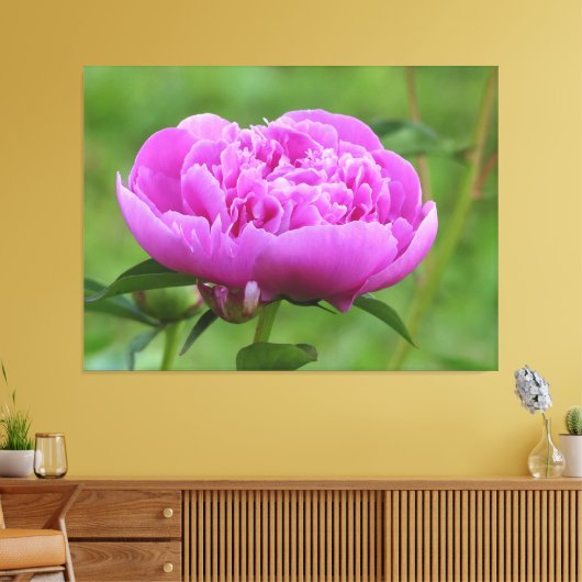 Pink Peony Leinwanddruck (Insitu (Wohnzimmer))