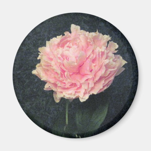 Pink Peony Magnet (Vorne)