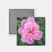 Pink Peony Magnet (Vorderseite/Rückseite)