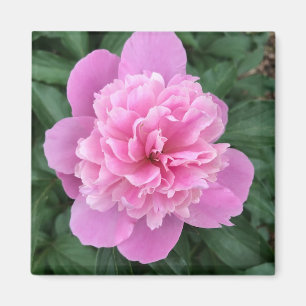 Pink Peony Magnet