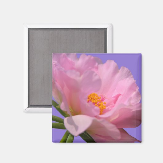 Pink Peony Magnet (Vorderseite/Rückseite)
